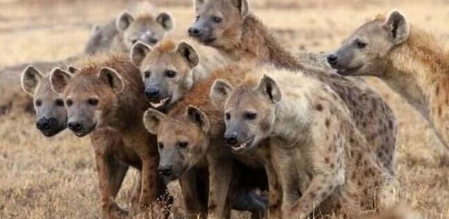 Kaftar sürüsünün yanından keçən qadın HEYRƏTƏ GƏTİRDİ - VİDEO