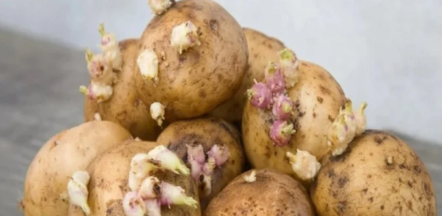 Cücərmiş kartofu atmayın - Qızıl dəyərində