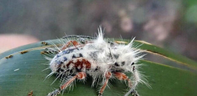 Avstraliyada elmə məlum olmayan tüklü böcək aşkarlandı