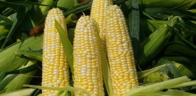 Qarğıdalının faydaları